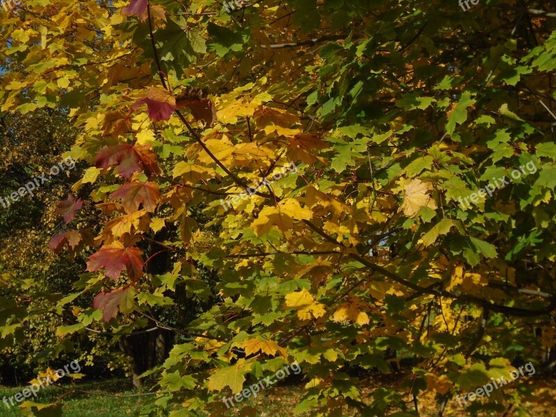 Foliage Autumn Wood Autumn Leaves Colorful Leaves