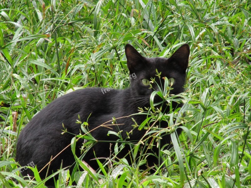 Cat Black Animal Grass Hide