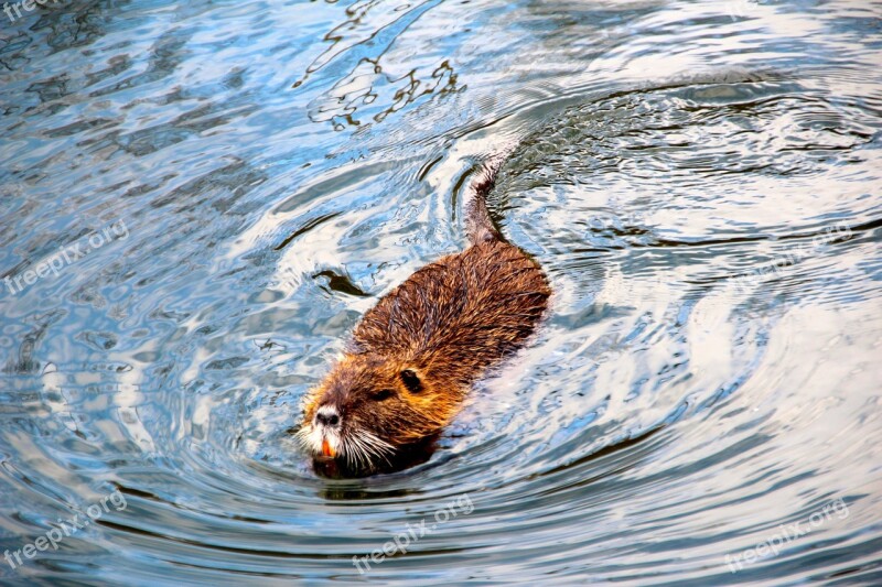 Beaver Muskrat Water Swim Free Photos