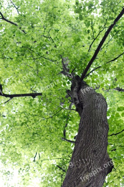 Tree Branches Aesthetic Nature Leaves