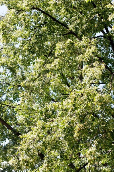 Tree Branches Aesthetic Nature Leaves