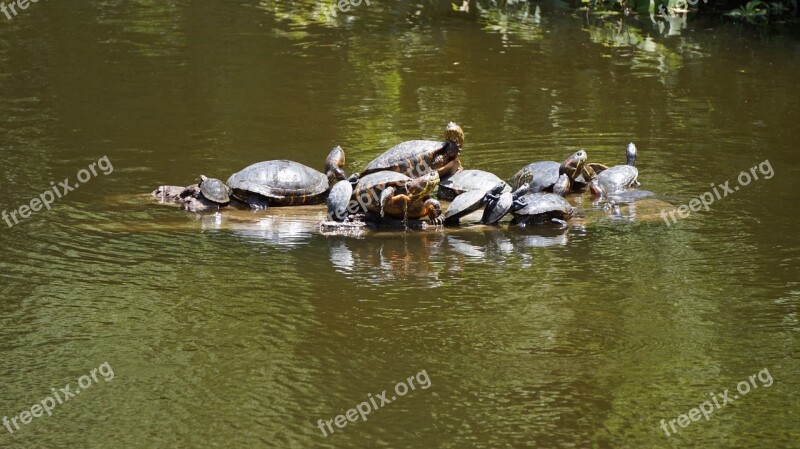 Turtles Reptiles Water Animal Free Photos