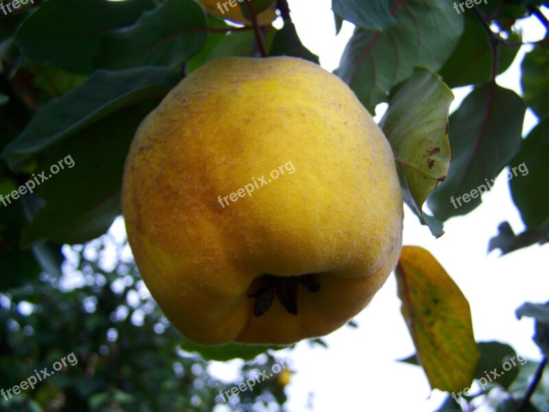 Quince Yellow Fruit Fall Harvest Free Photos