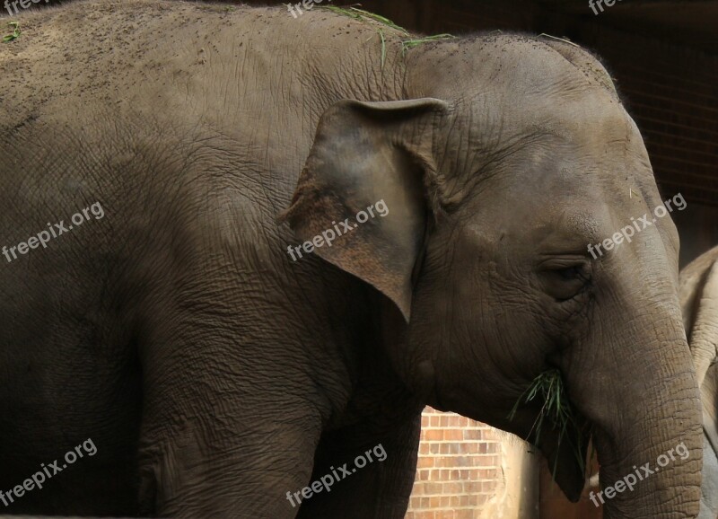 Elephant Animal Rudi Zoo Africa