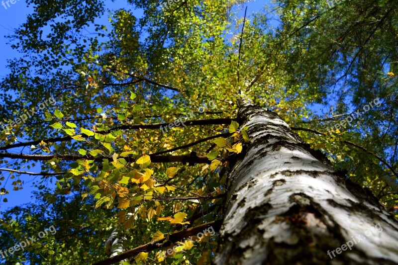 Autumn Leaves Tree Birch Fall