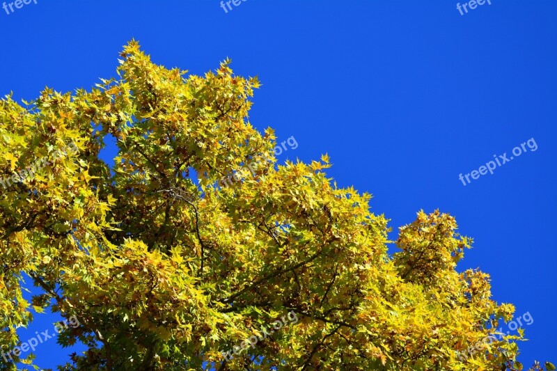 Autumn Tree Leaves Fall Yellow