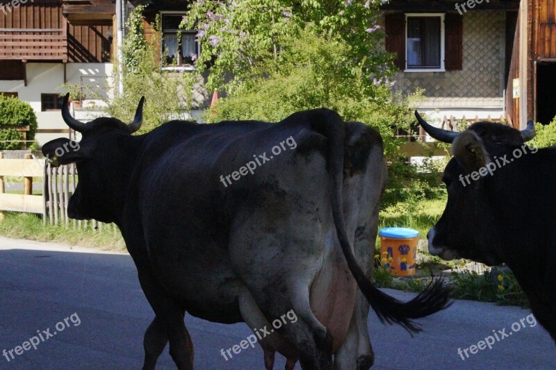 Cow Cows Streets Cows Way Home Allgäu