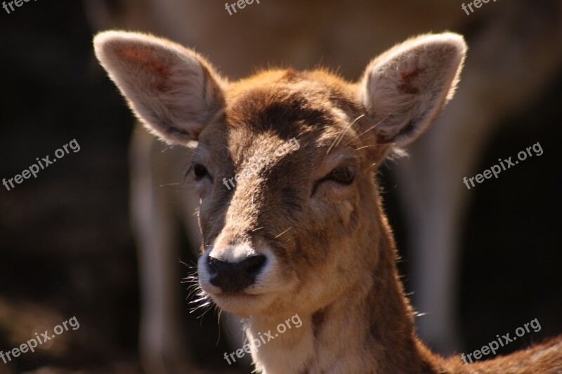 Red Deer Villa Pallavicino Stresa Lago Maggiore Italy