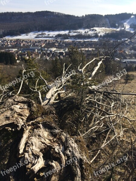 Dead Tree Tree Nature Dry Wood