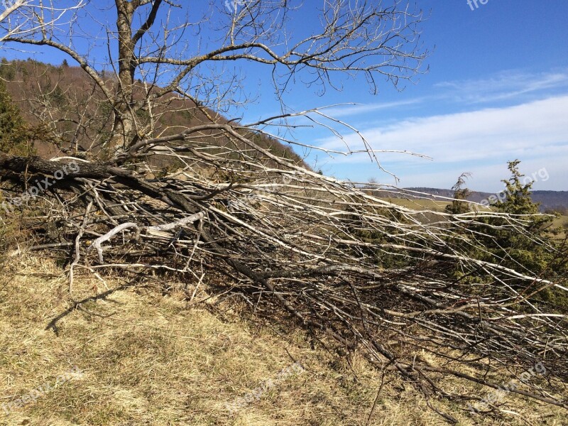 Dead Tree Tree Nature Dry Wood