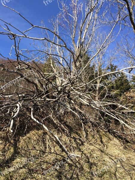 Dead Tree Tree Nature Dry Wood