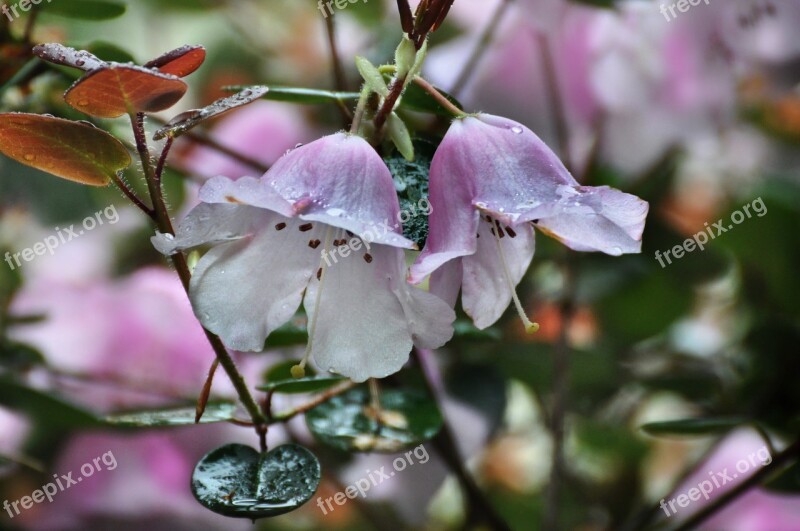 Raindrops Pink Delicate Flower Free Photos