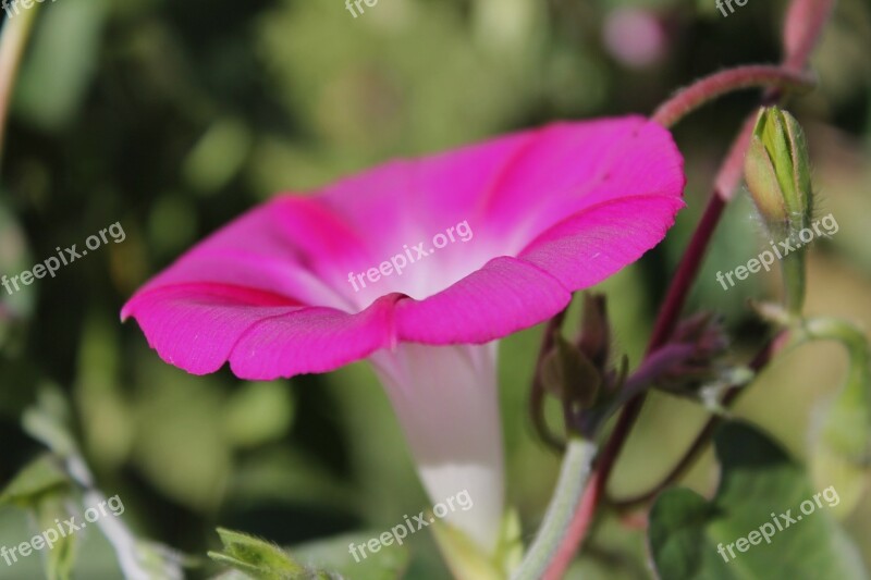 Petunia Flower Garden Nature Summer