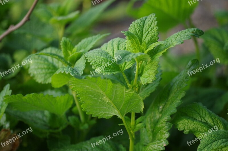 Melissa Pepermint Herb Plant Tea