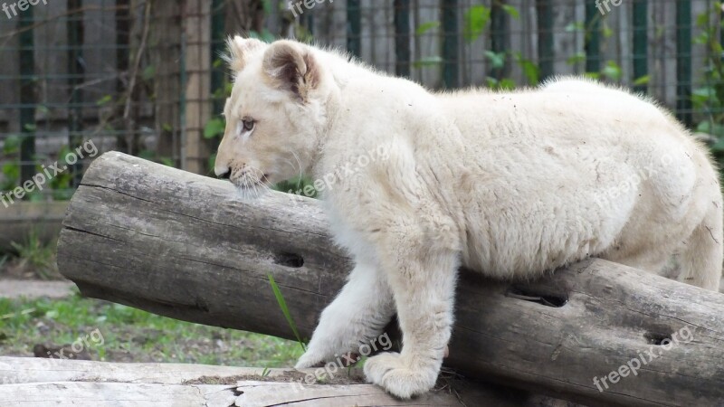 Lion Cub Animal Lion Cub Free Photos