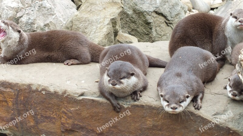 Otters Animals Zoo Free Photos