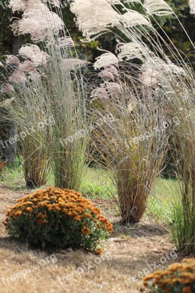 Grasses Chrysanthemum Plant Floral Bloom