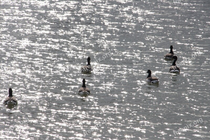 Water Birds Swan Sunshine River