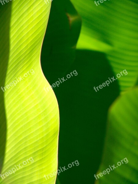 Palm Frond Leaf Exotic Palm Tree