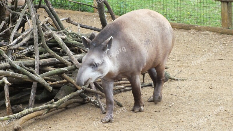 Animal Zoo Tapir Free Photos