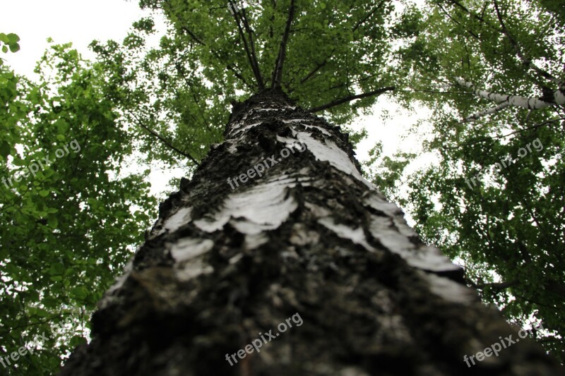 Tree Summer Nature Forest Sky