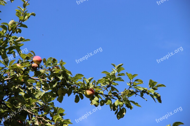 Apple Tree Tree Branch Spring Garden