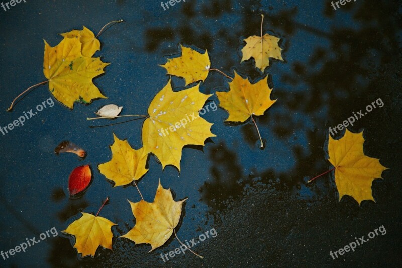 Autumn Leaves Yellow Park Puddle