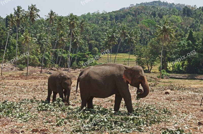 Elephants Jungle Sri Lanka Animals Family