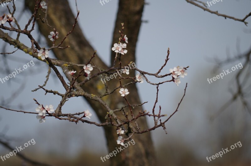 Apple Tree Flowering Spring Florets Small