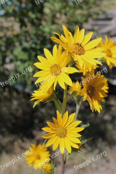 Yellow Flower Flowers Yellow Nature Summer