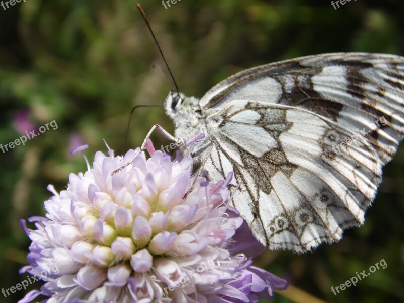 Butterfly Flower Insect Nature Forage