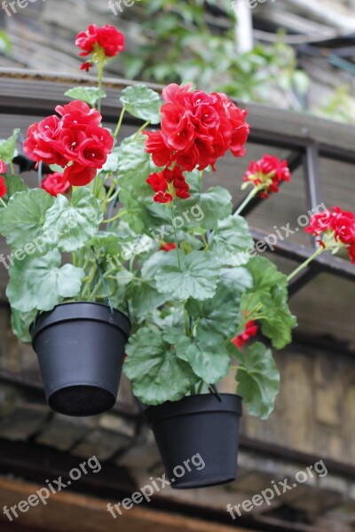 Flowerpot Hortensia Red Free Photos