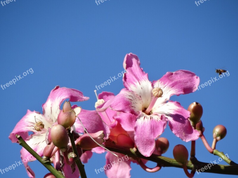 Pink Flowers Pink Flower Flower Color Pink Color Pink Flower