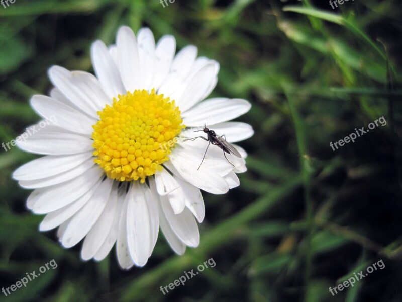 Flower Daisy Mosquito Grass Free Photos