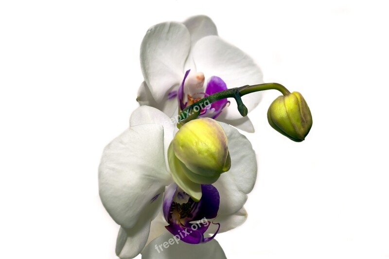 Orchid Flower Blossom Bloom Exotic