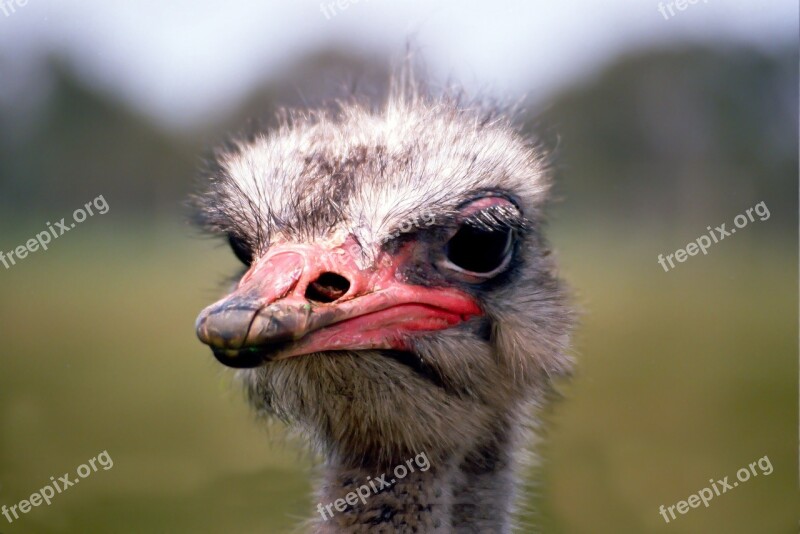 Emu Bouquet Bill Portrait Strauss