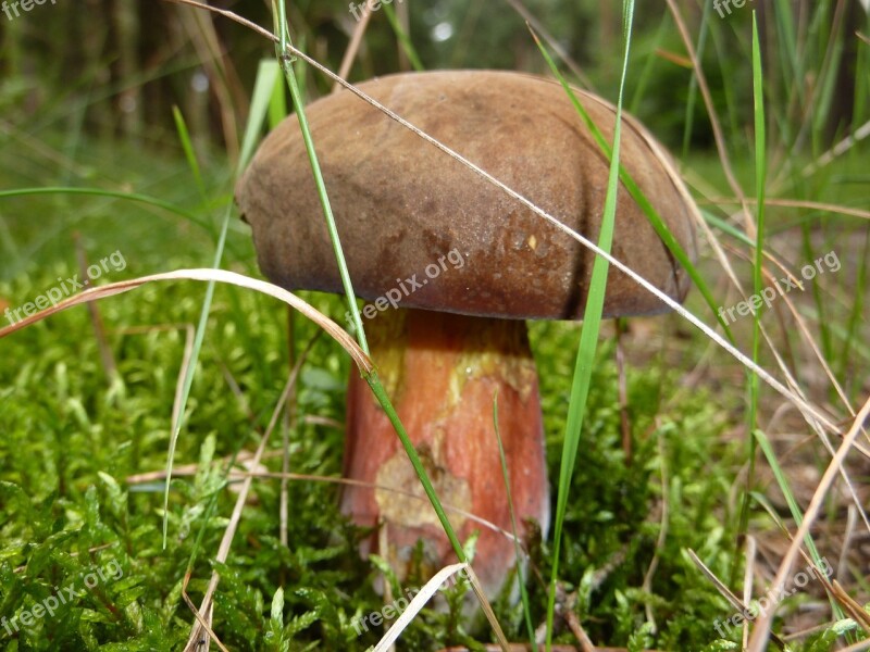 Flakes Stalk On Witches Placidus Flocki Gypsy Witches Fungus Thunder Mushroom