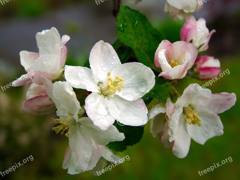 Cherry Blossom Spring Blossom Bloom Flowering Trees