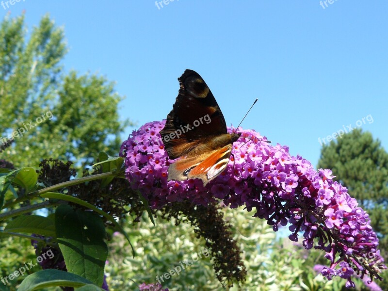 Peacock Butterfly Blossom Bloom Weather