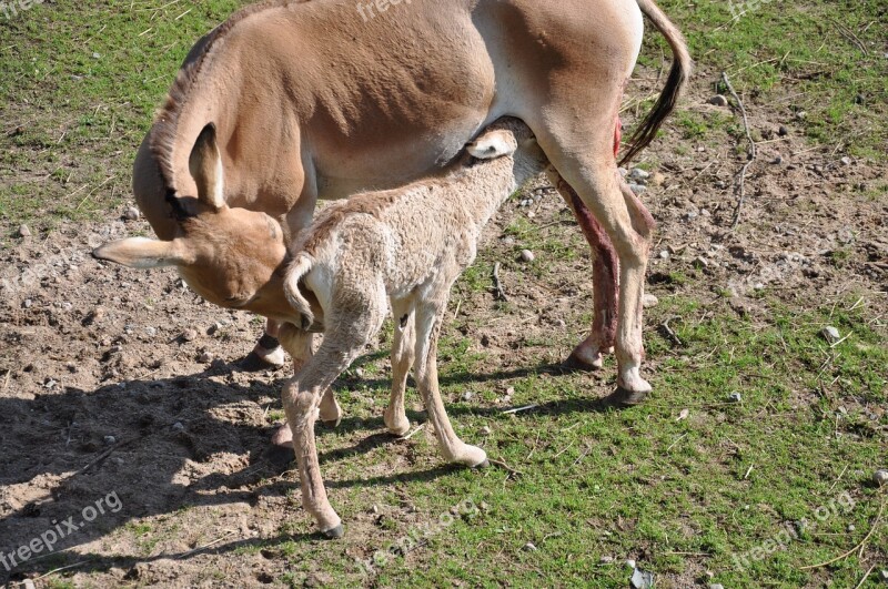 Newborn Hage Foal Wobbly Hungry