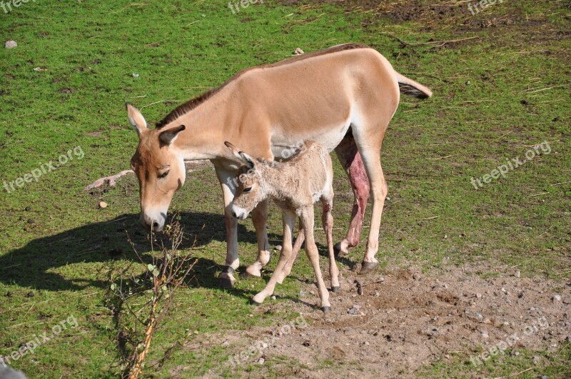 Newborn Hage Foal Wobbly Free Photos