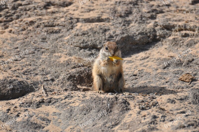 Animals Squirrel Re Mountain Free Photos