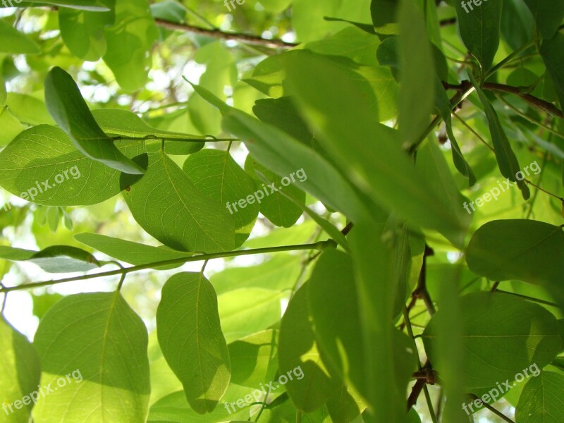 Green Leaves Nature Leaf Green Leaf