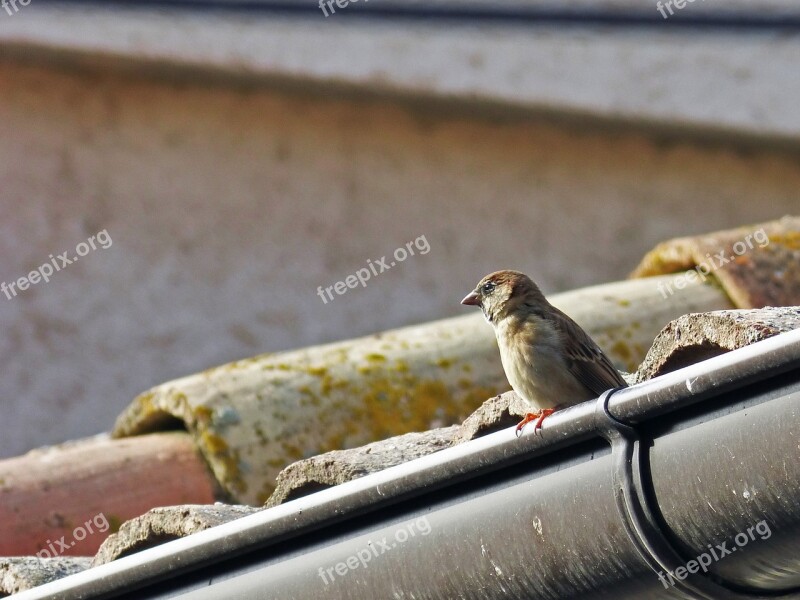 Sparrow Roof Drain Free Photos