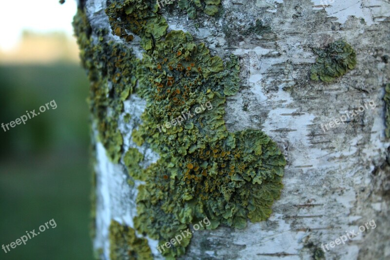 Birch Bark Foam Trunk Free Photos