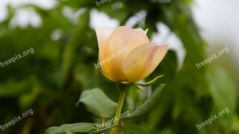 Rose A Rose Flowers Nature Romance