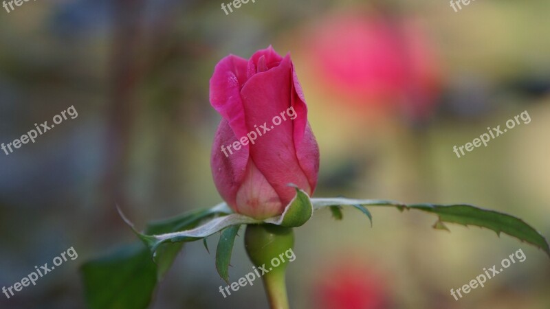 Rose A Rose Flower Pink Romance