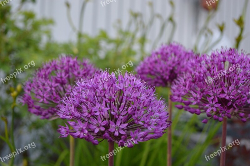 Allium Lökväxt Purple Balls Flower