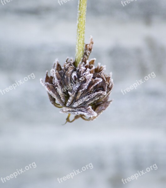 Dried Flower Plant Nature Dried Flower