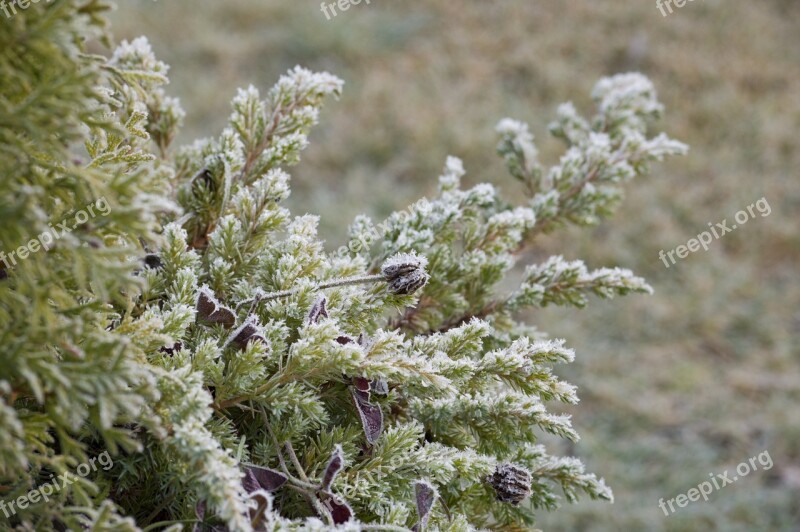 Frost Juniper Conifer Dried Flower Plant